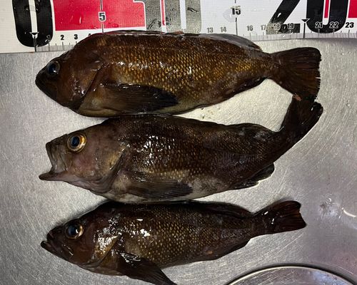 エゾメバルの釣果