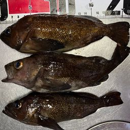 エゾメバル