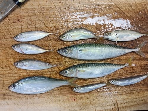 アジの釣果