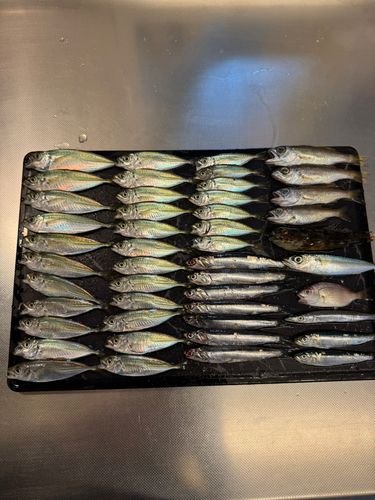 アジの釣果