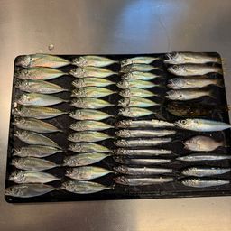 アジ
