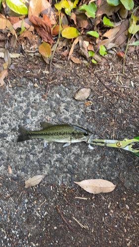 釣果