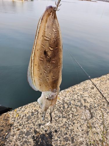 コウイカの釣果