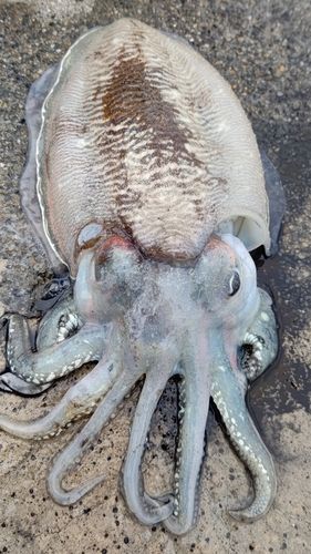 コウイカの釣果
