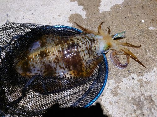 アオリイカの釣果