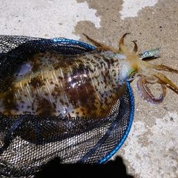 アオリイカ