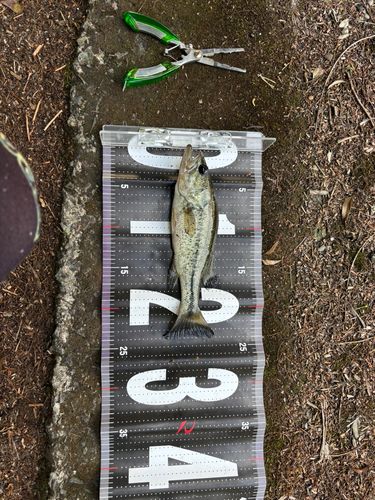 釣果