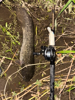 ナマズの釣果