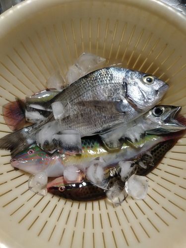 キュウセンの釣果