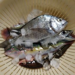 キュウセン