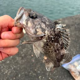 ソイ