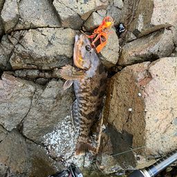 アイナメ