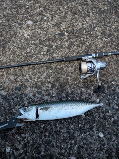 サバの釣果