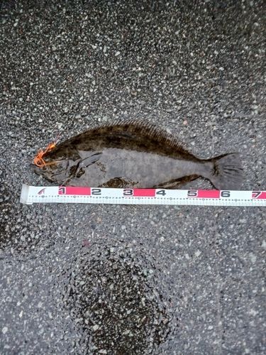 ヒラメの釣果
