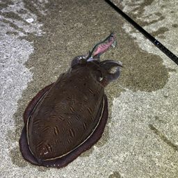 モンゴウイカ