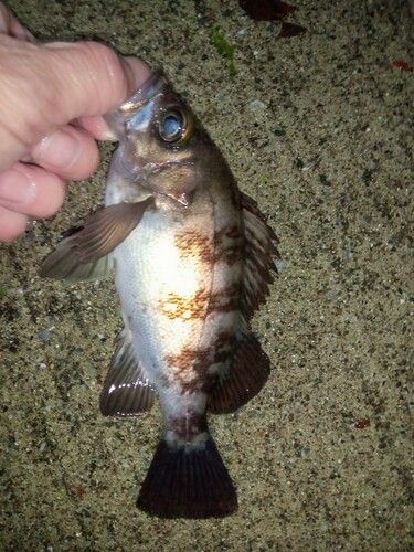 メバルの釣果