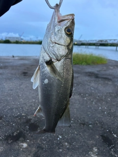 スズキの釣果