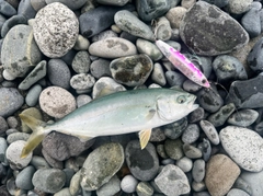 ワカシの釣果