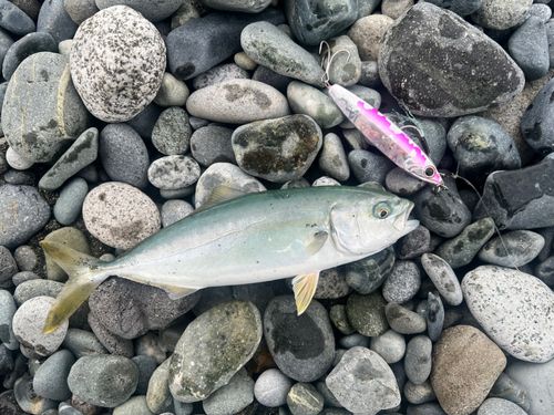 ワカシの釣果