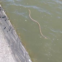 ウミヘビ
