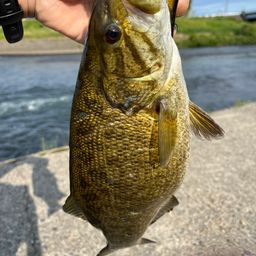 スモールマウスバス