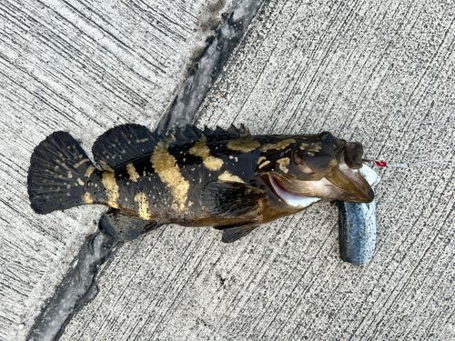 クエの釣果