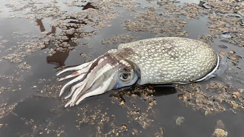 シリヤケイカの釣果