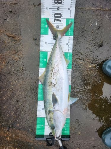ワラサの釣果