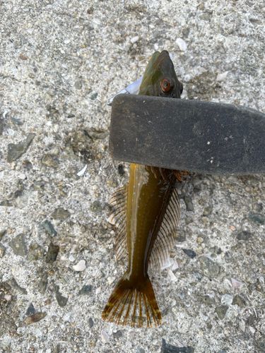 アナハゼの釣果
