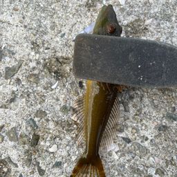 アナハゼ