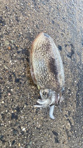 シリヤケイカの釣果