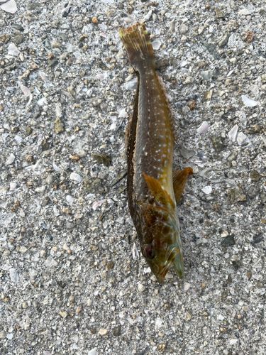 アナハゼの釣果
