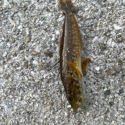 アナハゼ