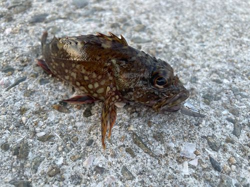 ガシラの釣果