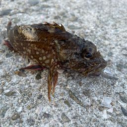 ガシラ
