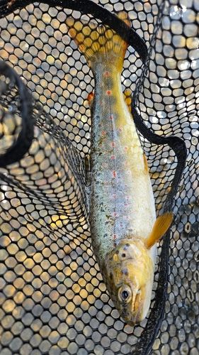 ブラウントラウトの釣果