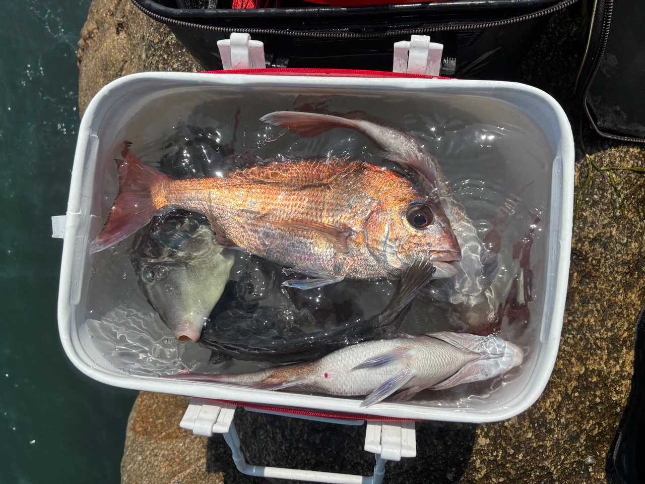 DAIWA 18銀狼唯牙 AGS 0.6号-53の最安値・インプレ・釣果 | 本音