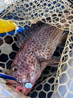 オオモンハタの釣果