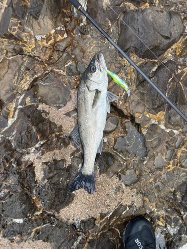 フッコ（マルスズキ）の釣果