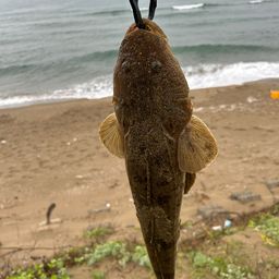 マゴチ