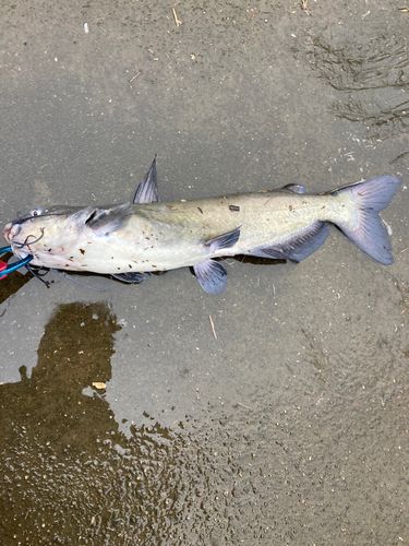 アメリカナマズの釣果