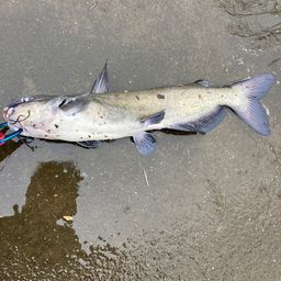 アメリカナマズ
