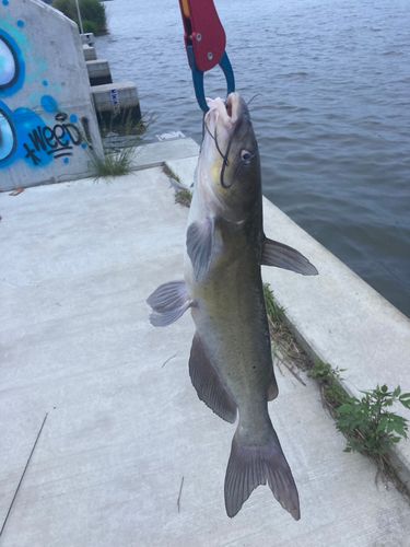 アメリカナマズの釣果