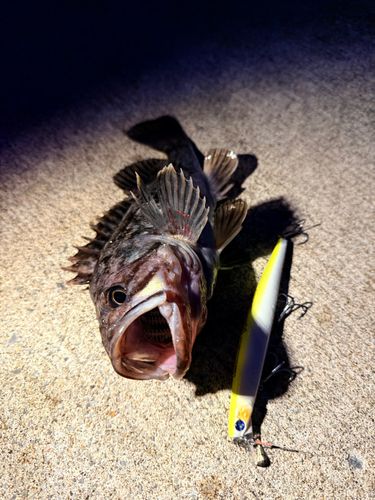 クロソイの釣果