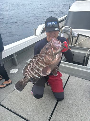 マハタの釣果