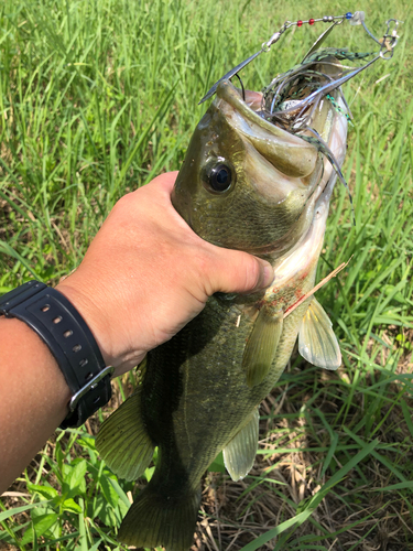 ブラックバスの釣果