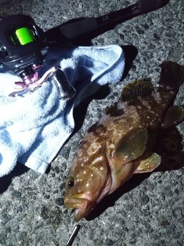 アコウの釣果