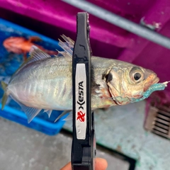マアジの釣果