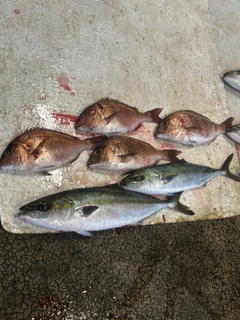ワラサの釣果