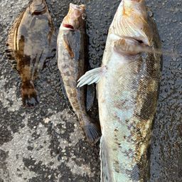 アブラコ